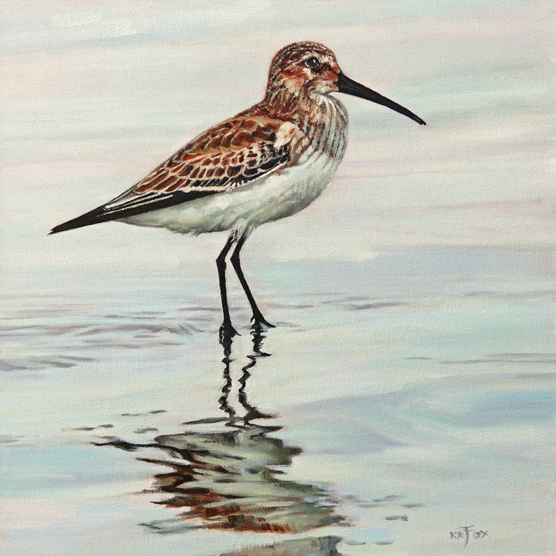 Dunlin