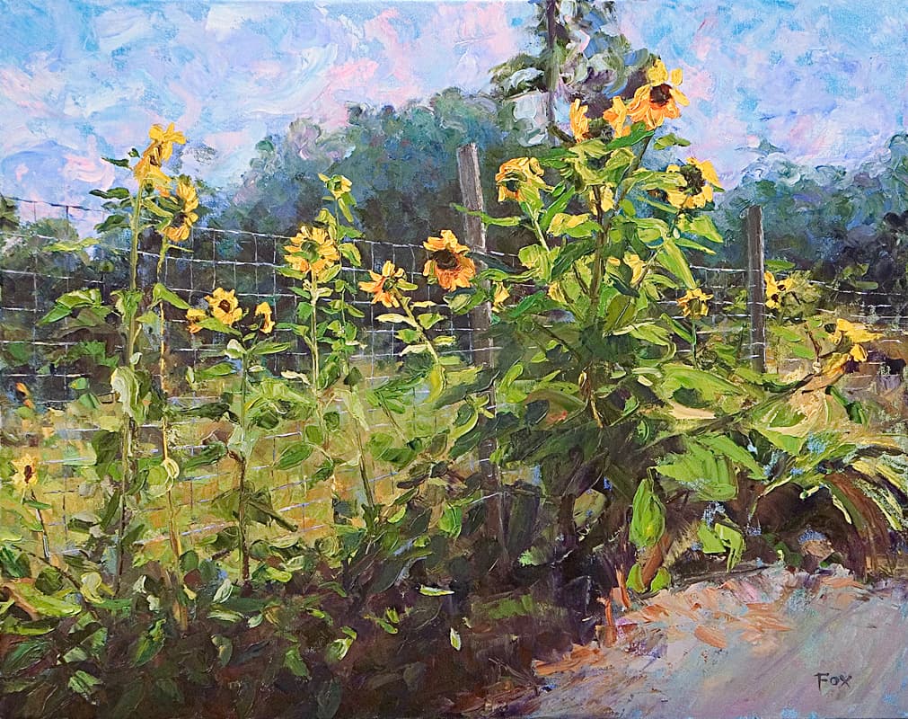 Hogsback Farm Sunflowers