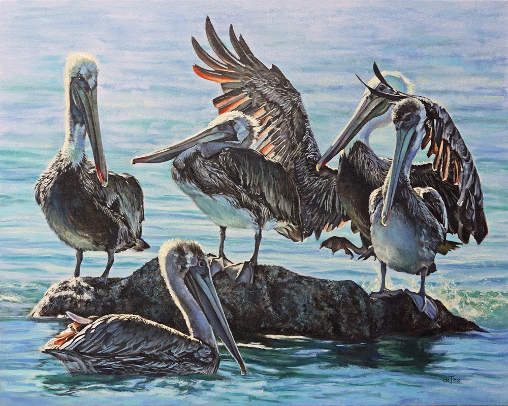 Make Way (Brown Pelicans)