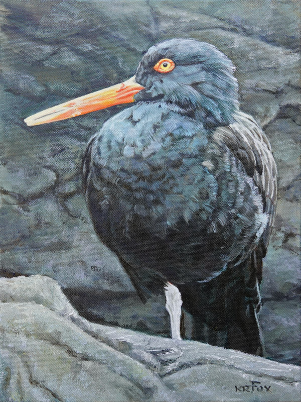 Black Oystercatcher